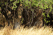 Leopard (Panthera pardus) in the shade in the savannah of Botswana's Savuti reserve in September.