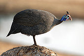 Pintade de Numidie (Numida meleagris) à un point d'eau dans la réserve de Savuti au Botswana