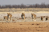A pride of lions (Panthera leo) in the Savuti savannah of Botswana in September.