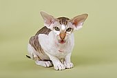 Peterbald cat, 16 months