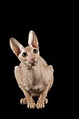 Peterbald cat, 9 months, Red Spotted Tabby
