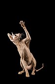 Peterbald cat, 9 months, Red Spotted Tabby, with raised paw