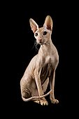Peterbald cat, 9 months, Red Spotted Tabby color