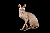 Peterbald cat, 9 months, Red Spotted Tabby color