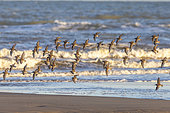 Sanderling (Calidris alba) in flight, Côte d'Opale, France