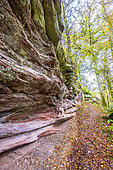Pink sandstone cliff in the forest in autumn, Moselle, France