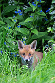 Red fox (Vulpes vulpes) cub amongst green alkanet flowers, Engalnd