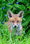 Red fox (Vulpes vulpes) cub amongst green alkanet flowers, Engalnd