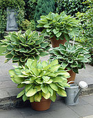 Hosta mixed