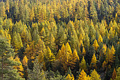 Larch (Larix decidua) and Pine (Pinus sp.) forest in autumn, Montgenèvre, Hautes-Alpes, France