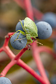 Southern green shield bug (Nezara viridula) on Virginia creeper (Parthenocissus sp.) berries, Piedmont, Italy