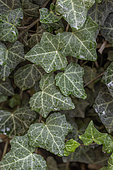 Canary Island ivy (Hedera canariensis) in autumn
