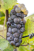 Grapes infected with Botrytis bunch rot (Botrytis cinerea) in its "noble" form, full rotten stage, Barolo, Langhe Roero and Monferrato, Province of Cuneo, Piedmont, Italy