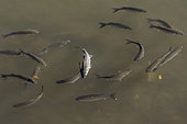 School of young Mullets (Mugilidae sp.) foraging at the surface, huveaune river, Bouches-du-Rhone, France