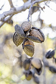 Bitter almonds on a tree in autumn, Bouches-du-Rhone, France