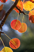 Bradford pear (Pyrus calleryana) leaves in autumn colors