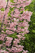 Chinese mahogany (Toona sinensis 'Flamingo')