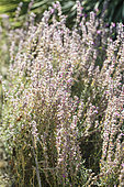 Cat thyme (Teucrium marum) flowers
