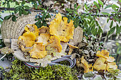 Atmosphere back from wild mushroom picking (chanterelles).