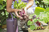 Woman harvesting beet on a terrace (ambiance).