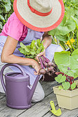 Woman harvesting beet on a terrace (ambiance).