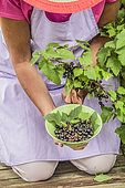 Woman harvesting blackcurrants 'Andega'