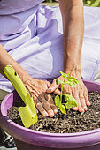 Planting a potted basil on a balcony.