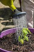 Planting a potted basil on a balcony. Wattering