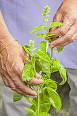 Potted basil about to bloom: pruning urgently needed