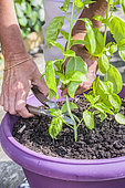 Pruning a pot-grown basil on a balcony.