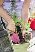 Step-by-step planting of fennel in a window box.