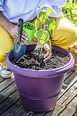 Woman planting a Peruvian groundcherry (Physalis peruviana) on a terrace.