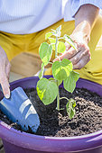 Woman planting a Peruvian groundcherry (Physalis peruviana) on a terrace.