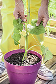 Woman planting a potted cucumber on a terrace. Staking.