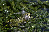 Lowland frog (Pelophylax ridibundus) male singing, Jardin des Plantes, Muséum National d'Histoire Naturelle, Paris, France
