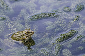 Lowland frog (Pelophylax ridibundus), Jardin des Plantes, Muséum National d'Histoire Naturelle, Paris, France