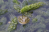 Lowland frog (Pelophylax ridibundus), Jardin des Plantes, Muséum National d'Histoire Naturelle, Paris, France
