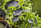 Dog Lichen (Peltigera canina) in the moss, Forêt de la Reine, Lorraine, France