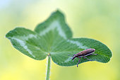 Weevil (Lixus ochraceus) cigar weevil on a leaf, Lorraine, France