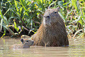 Capybara female with young (Hydrochaerus hydrochaeris) is a mammal native to South America. It is the largest living rodent in the world. Pantanal, Mato Grosso do Sul, Brazil