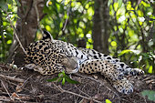Jaguar resting (Panthera onca) is a wild cat species and the only extant member of the genus Panthera native to the Americas. Pantanal, Mato Grosso, Brazil