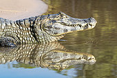 Spectacled caiman, white or common caiman, (Caiman crocodilus), which is mirrored in the water, Pantanal, Mato Grosso, Brazil