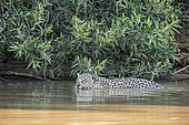 Jaguar swimming (Panthera onca) is a wild cat species and the only extant member of the genus Panthera native to the Americas. Pantanal, Mato Grosso, Brazil