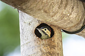 Green-barred woodpecker (Colaptes melanochloros) at nest, Paraguay River, Pantanal, Brazil