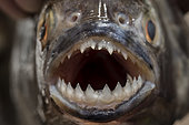 Detail of the teeth of a Red-bellied piranha (Pygocentrus nattereri), Pantanal, Mato Grosso, Brazil