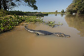 Spectacled caiman, white or common caiman, (Caiman crocodilus), on the surface. Pantanal, Mato Grosso, Brazil