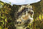 Spectacled caiman portrait, white or common caiman, (Caiman crocodilus), underwater. Pantanal, Mato Grosso, Brazil
