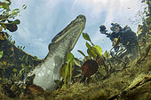 Spectacled caiman, white or common caiman, (Caiman crocodilus), wiht man filming view from underwater. Pantanal, Mato Grosso, Brazil
