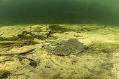 River stingray (Potamotrygon sp), Paraguay River, Pantanal, Brazil