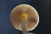 Lamellar mushroom seen from below, basidiomycete, Lorraine, Paris, France